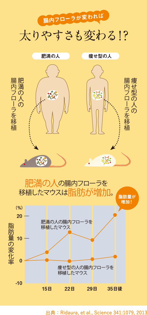 腸内フローラが変われば太りやすさも変わる！？