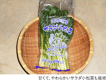 甘くて、やわらかいサラダ小松菜も栽培