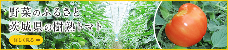 野菜のふるさと 茨城県の樹熟トマト[詳しく見る]
