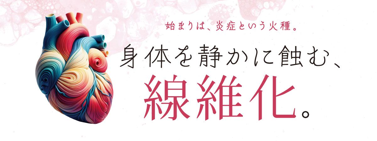 線維化とは何か。慢性炎症から始まる臓器機能低下のメカニズム