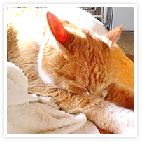 スマイルアルバム