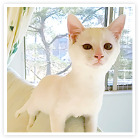 スマイルアルバム