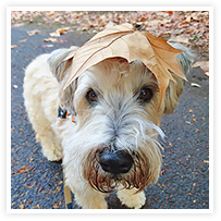 スマイルアルバム