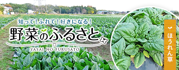 野菜のふるさと