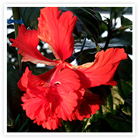 スマイルアルバム