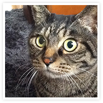 スマイルアルバム