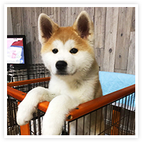 スマイルアルバム