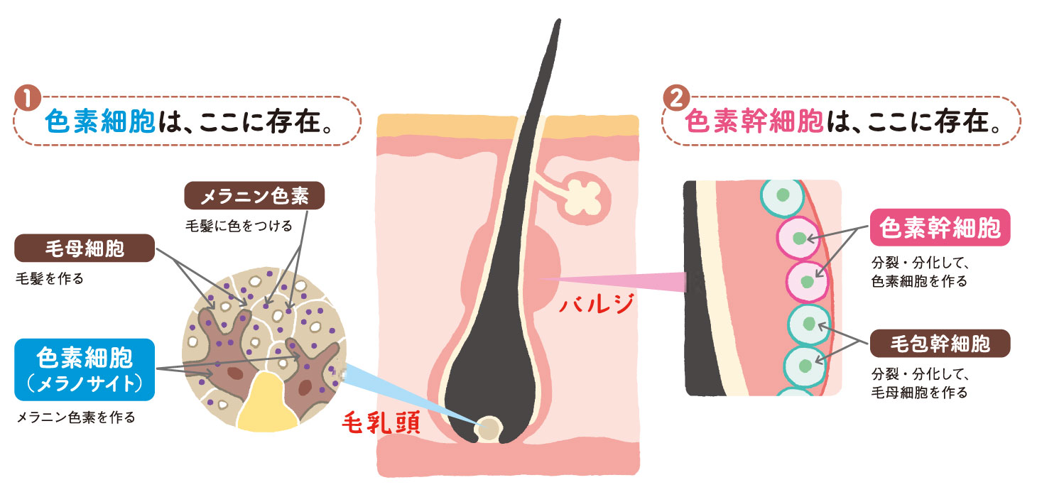 ①色素細胞は、ここに存在。②色素幹細胞は、ここに存在。