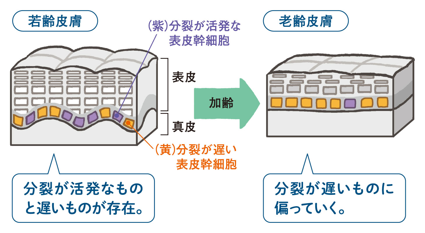 若齢皮膚と老齢皮膚の比較図。加齢により表皮幹細胞の分裂速度が「活発なもの」から「遅いもの」へ偏っていくことを示す