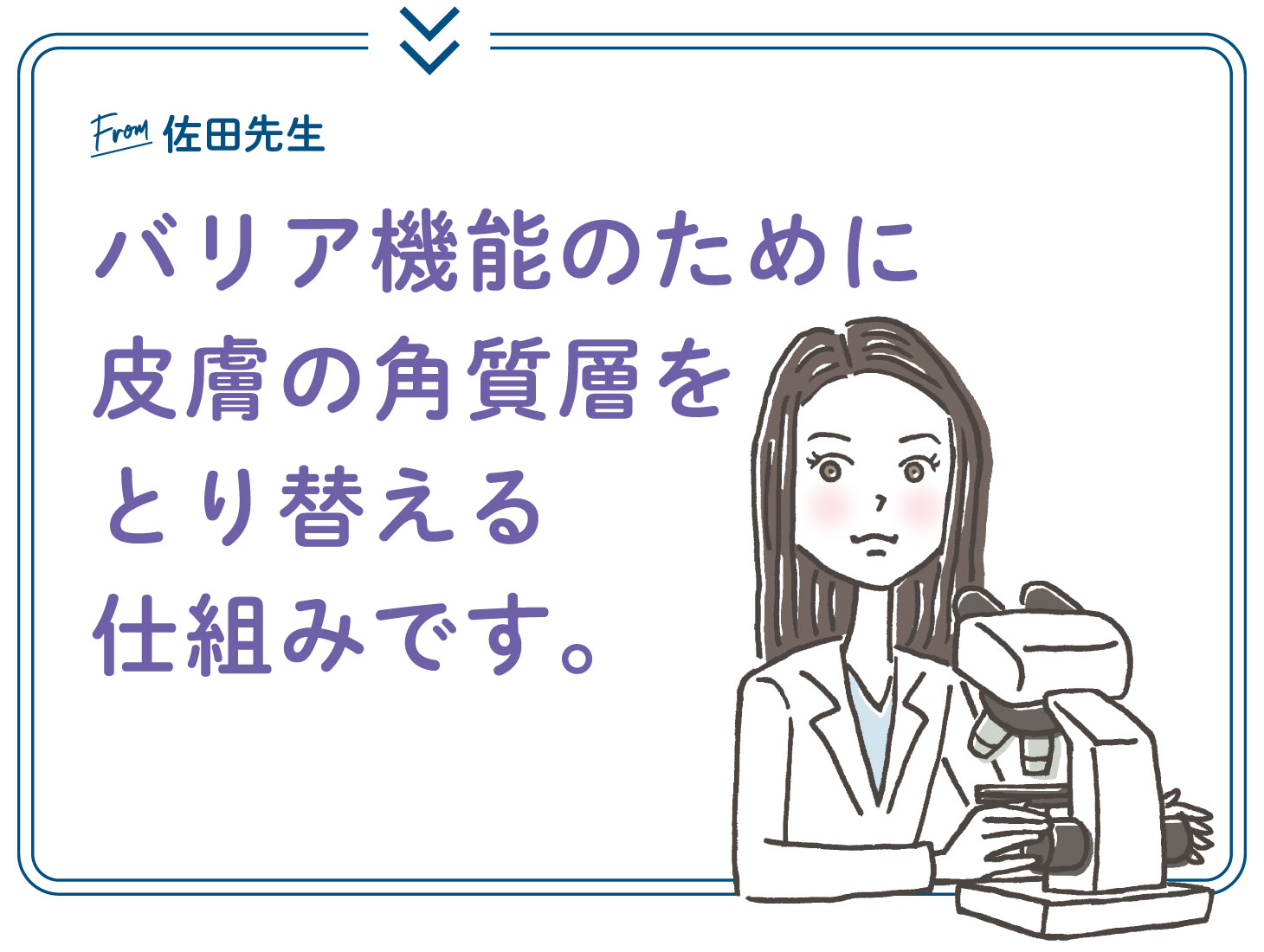 From 佐田先生：バリア機能のために皮膚の角質層を取り替える「ターンオーバー」の仕組み、という説明（研究者イラスト）
