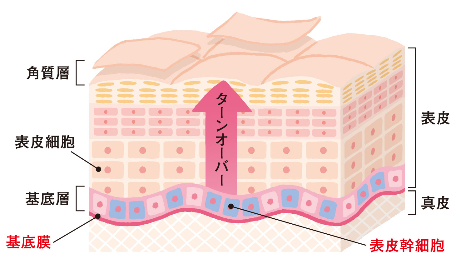皮膚の断面図（角質層・表皮・真皮）とターンオーバーの流れ。基底層／基底膜／表皮幹細胞の位置を示す図