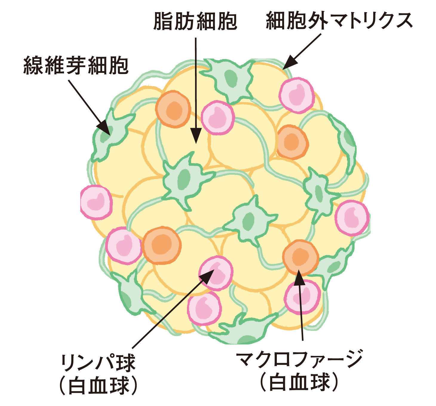 脂肪組織の構造図。脂肪細胞、線維芽細胞、マクロファージ、リンパ球など細胞外マトリクスとの関係