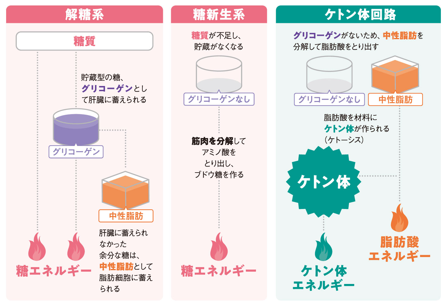 糖エネルギー・糖新生・ケトン体回路の3つのエネルギー生成の仕組みを示した図（糖質不足時に脂肪からケトン体が作られる流れ）