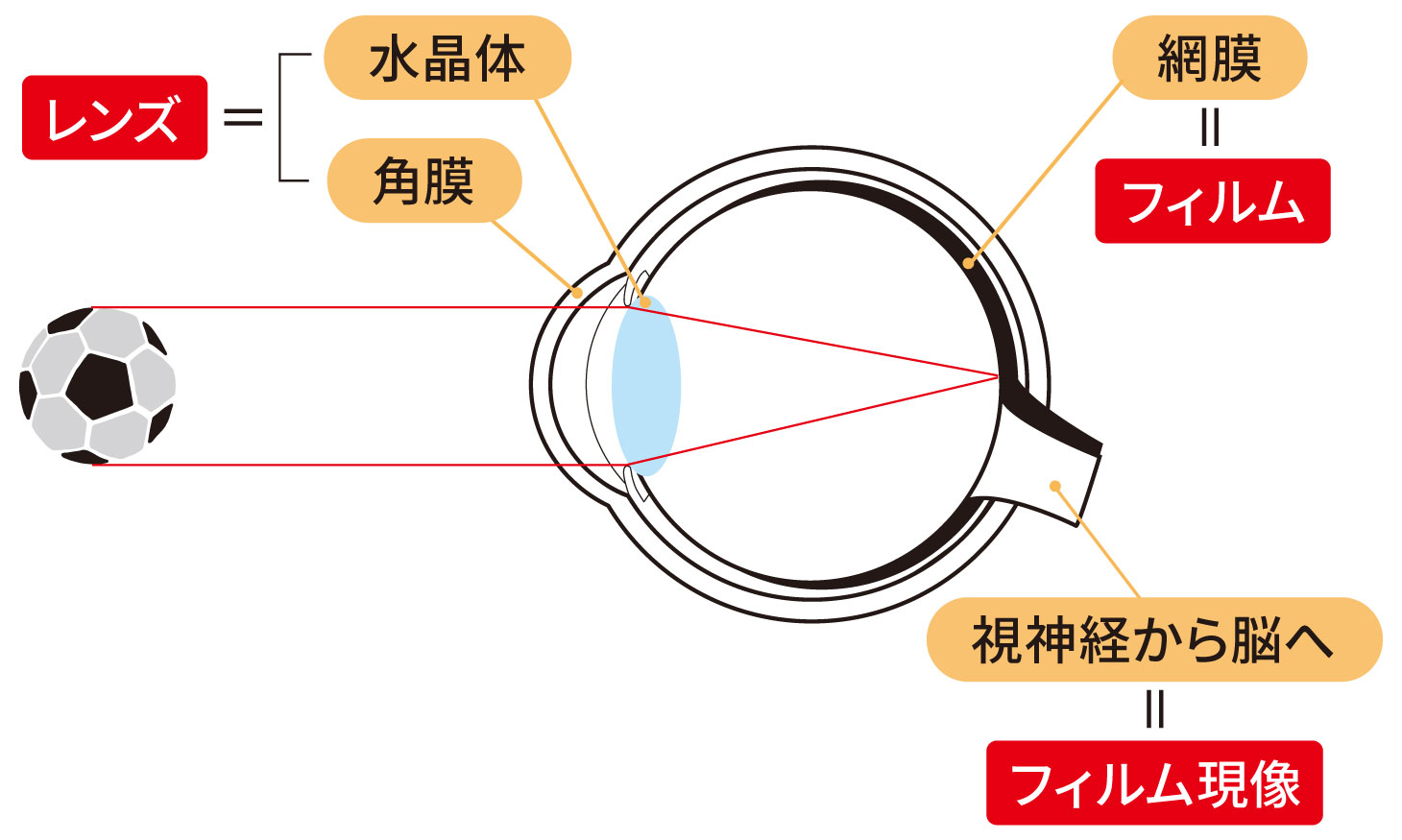 目の構造とピントが合う仕組み（角膜・水晶体・網膜の働き）