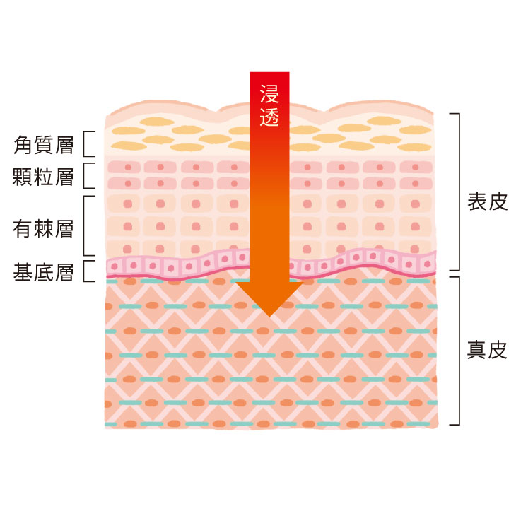 化粧品成分が角質層から真皮へ浸透するイメージ図