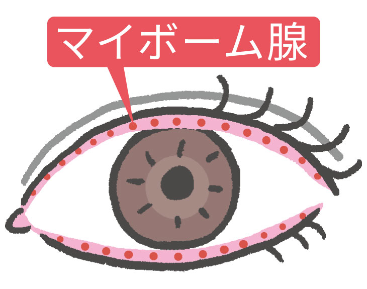 上下のまぶたの縁に並ぶマイボーム腺の位置