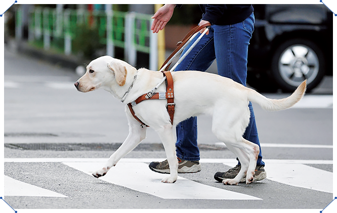 視覚障害のある方と歩行を助ける盲導犬正しい知識でサポートしたい ロート製薬 太陽笑顔fufufu
