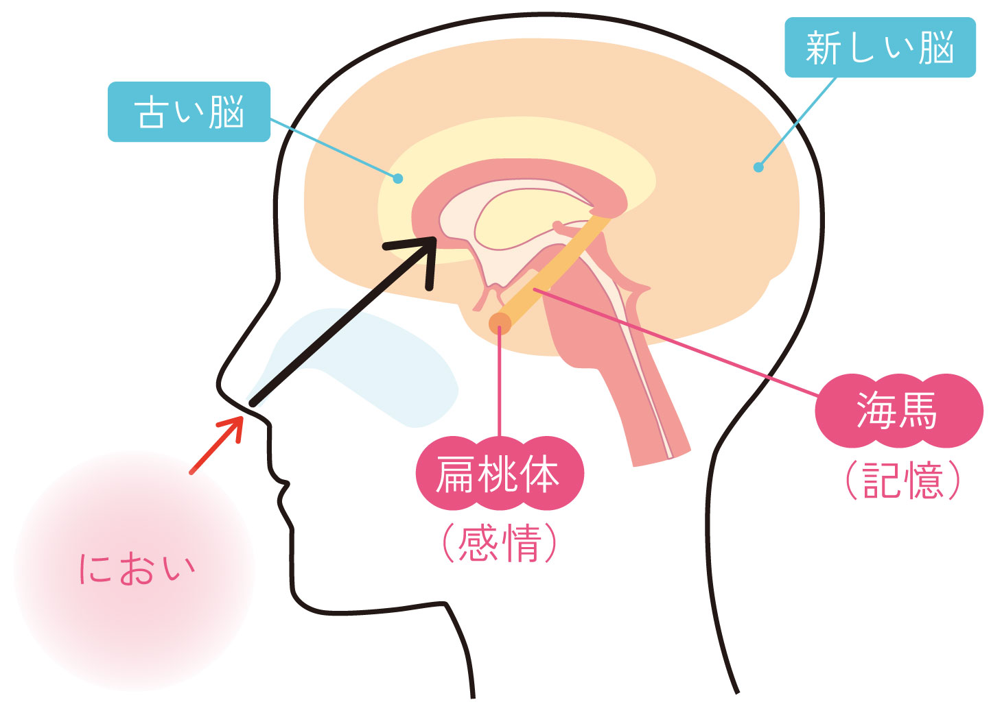 においの情報が扁桃体（感情）や海馬（記憶）などの古い脳に直接伝わる仕組みを示した図
