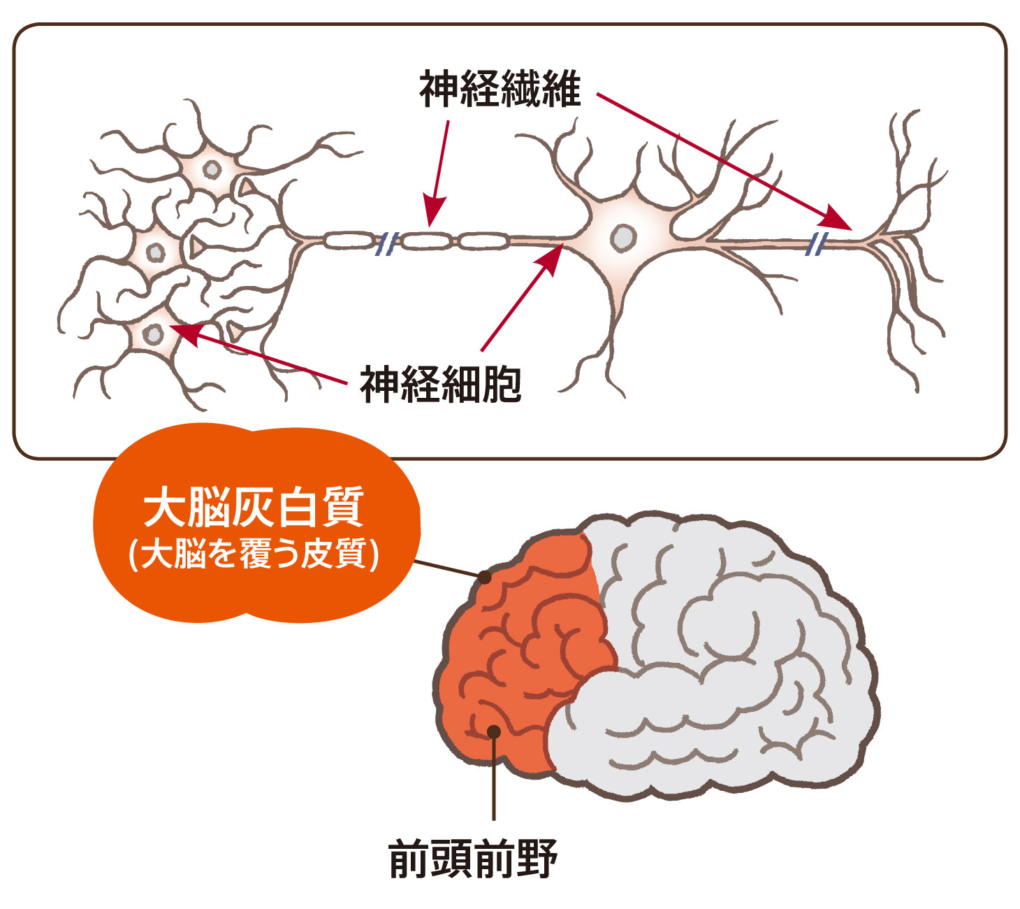大脳灰白質と神経細胞・神経線維の関係を示す図解（前頭前野の位置も表示）