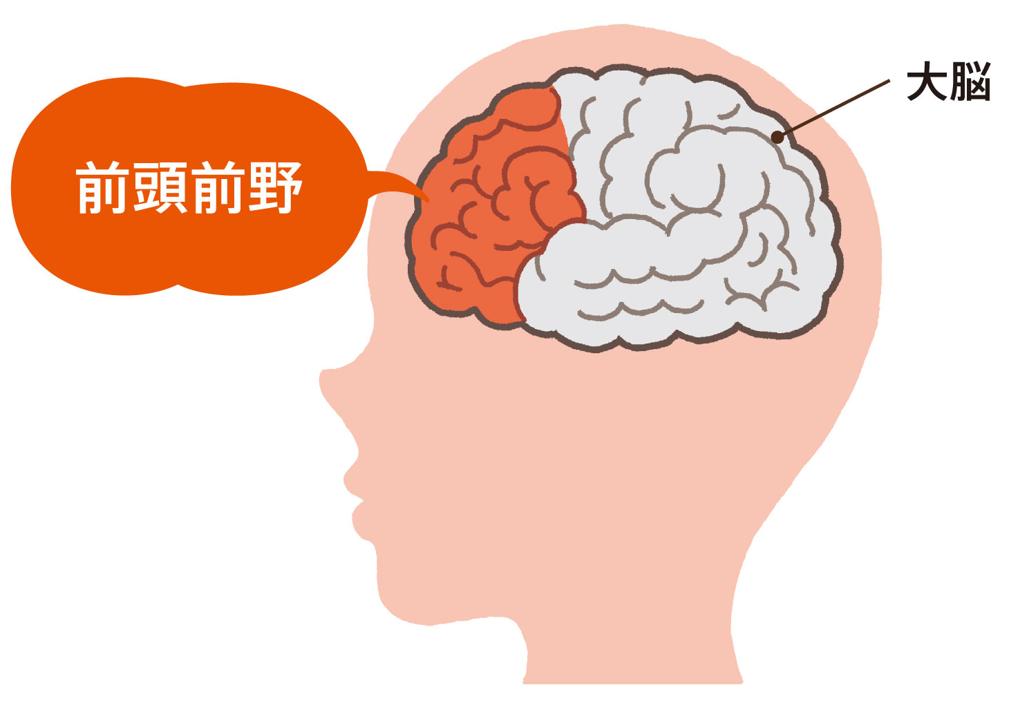 前頭前野の位置を示すイラスト（大脳の前方が赤く強調されている）