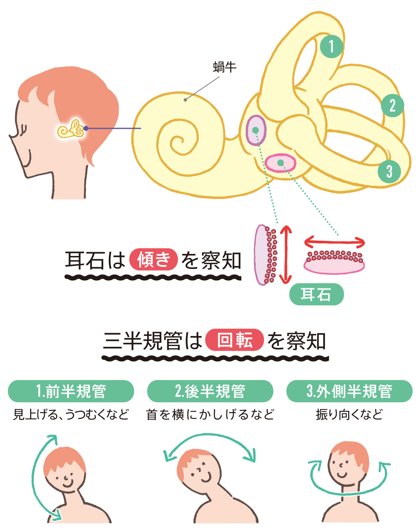 三半規管と耳石
