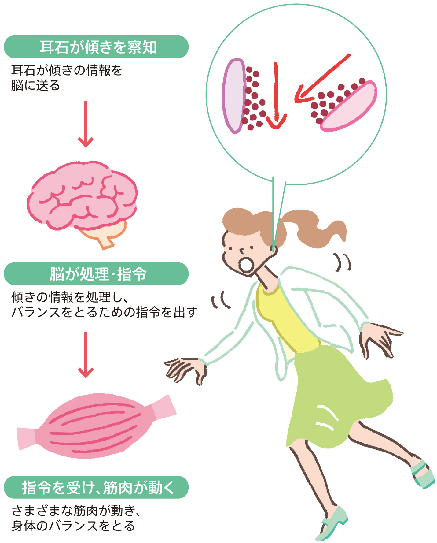 耳石が動くことで筋肉も動く!