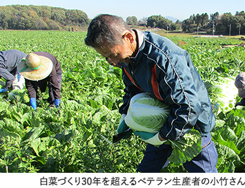 白菜づくり30年を超えるベテラン生産者の小竹さん