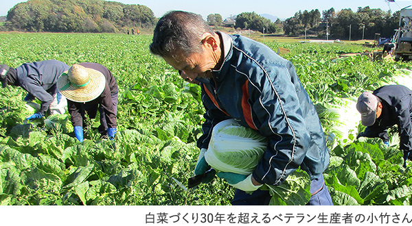 白菜づくり30年を超えるベテラン生産者の小竹さん