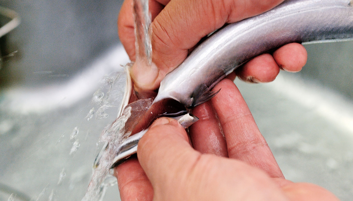 さんまのえら付近を流水で洗う下処理